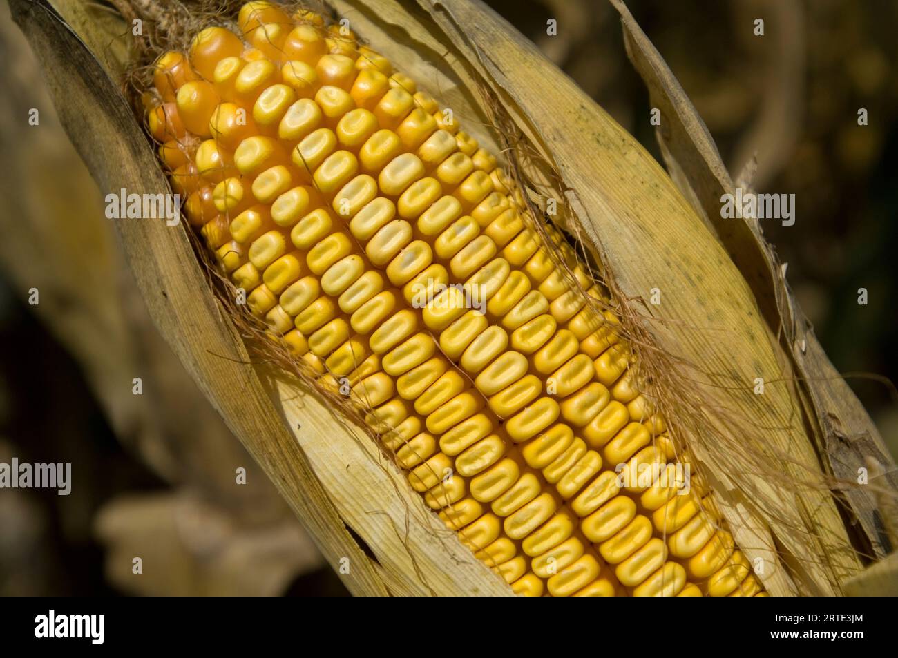 Close-up detail of an ear of drought-damaged feed corn; Otoe, Nebraska, United States of America Stock Photo