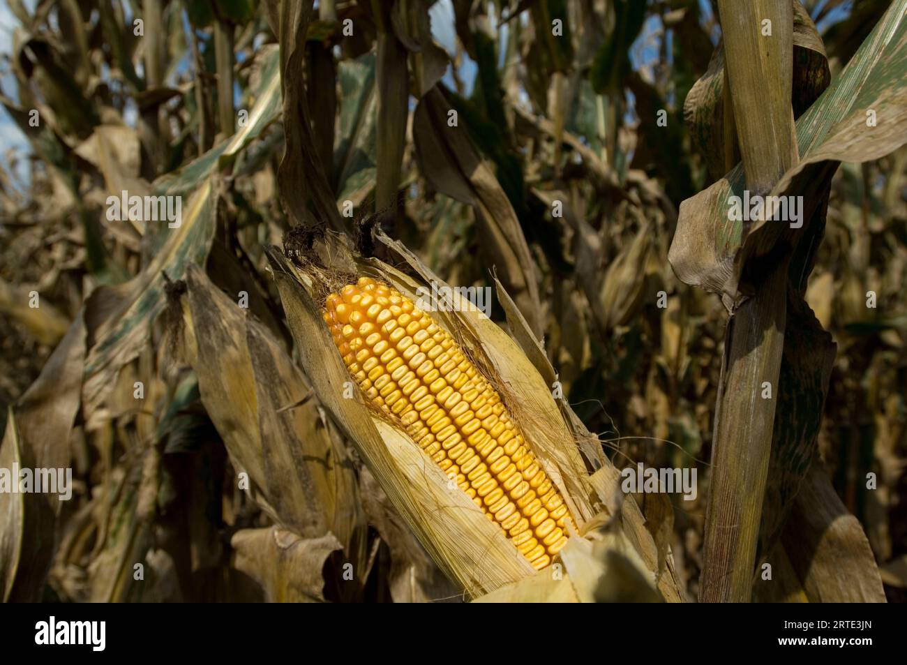 Close-up detail of an ear of drought-damaged feed corn; Otoe, Nebraska, United States of America Stock Photo