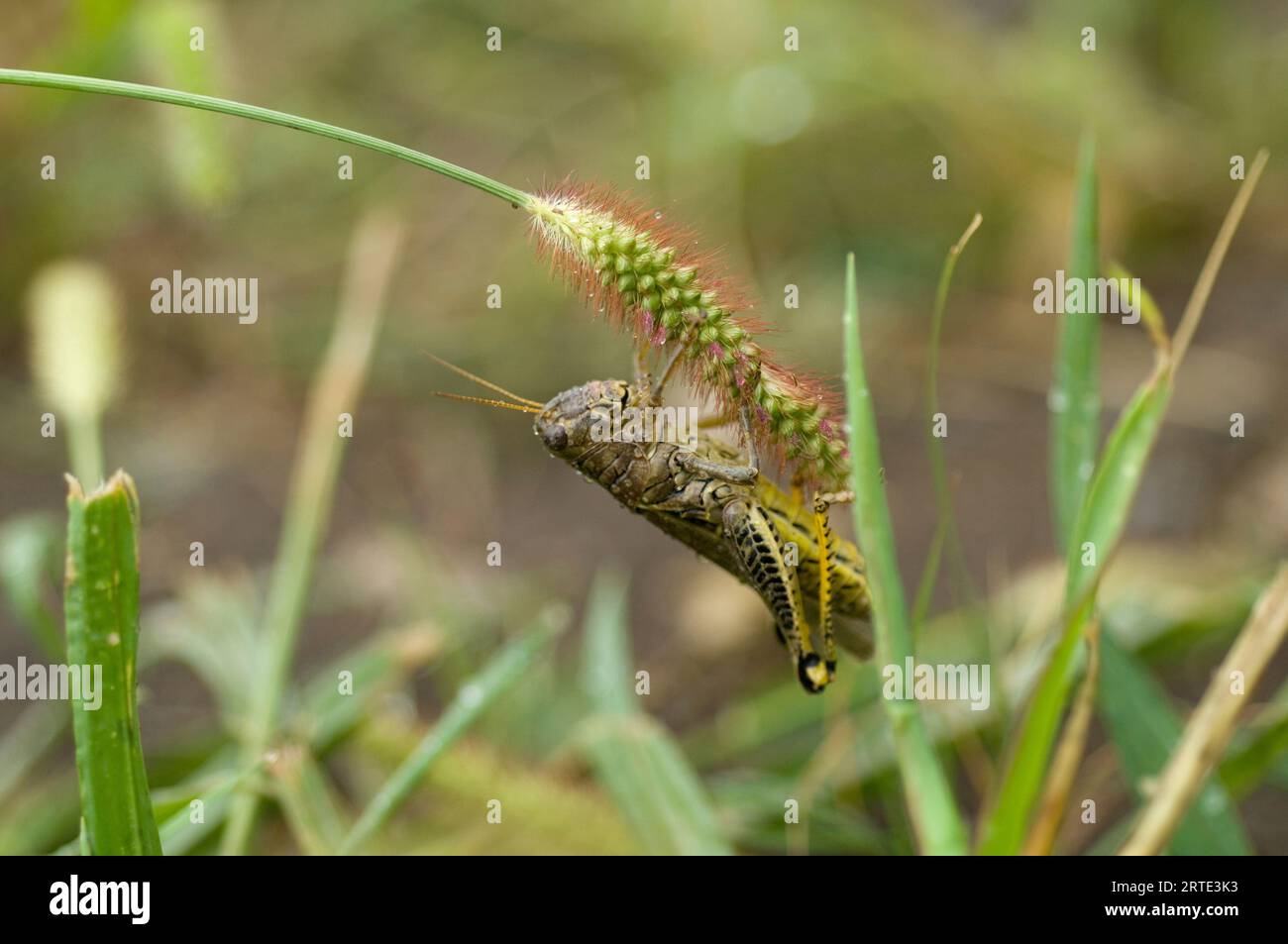 Differential (Melanoplus differentialis) clinging to