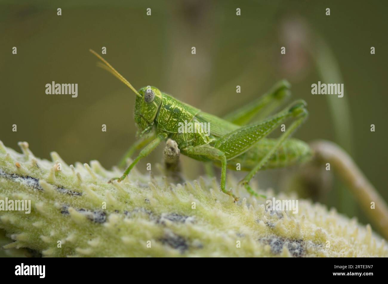 Western ragweed grasshopper (Campylancantha olivacea); Denton, Nebraska, United States of America Stock Photo