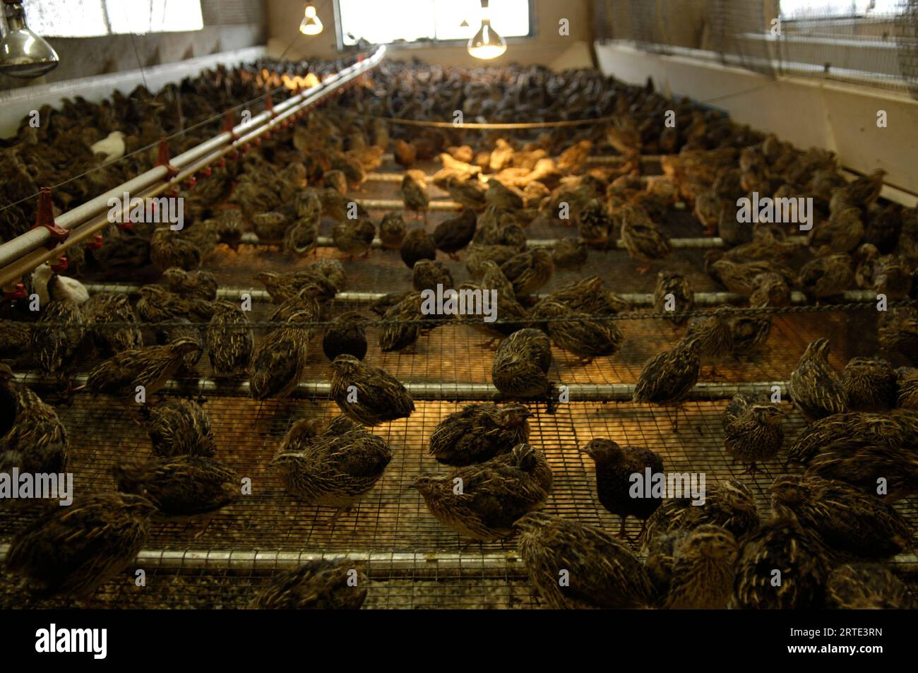 Japanese coturnix quail (Coturnix japonica) at a hatchery; Bartlesville