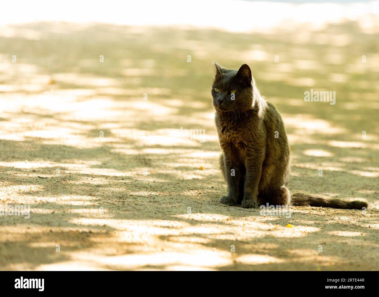 British Shorthair cat, a charming breed known for its thick coat and