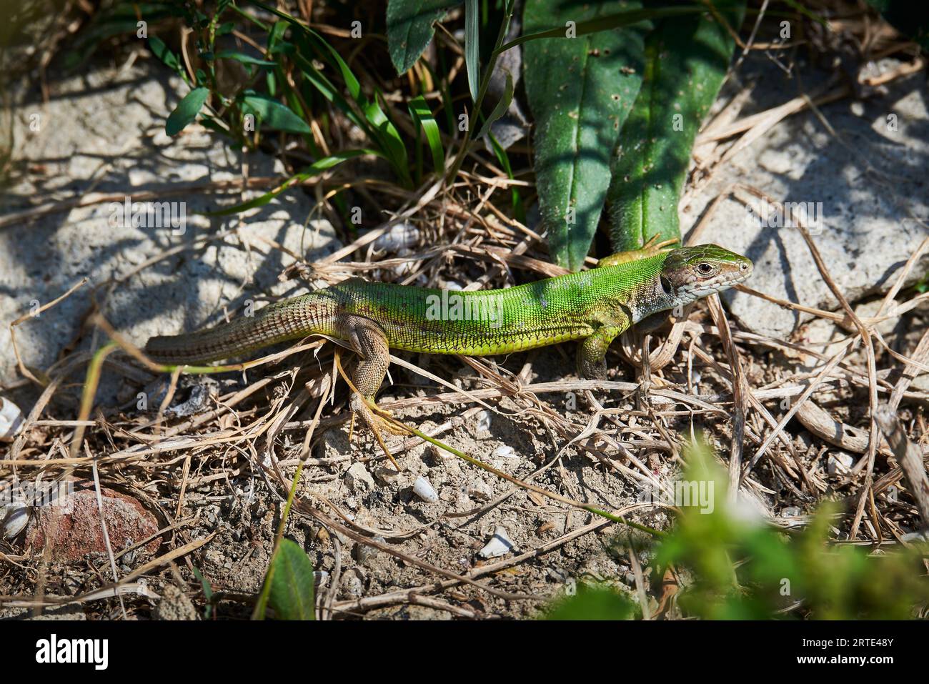 Lizard at their natural habitat hi-res stock photography and images - Alamy