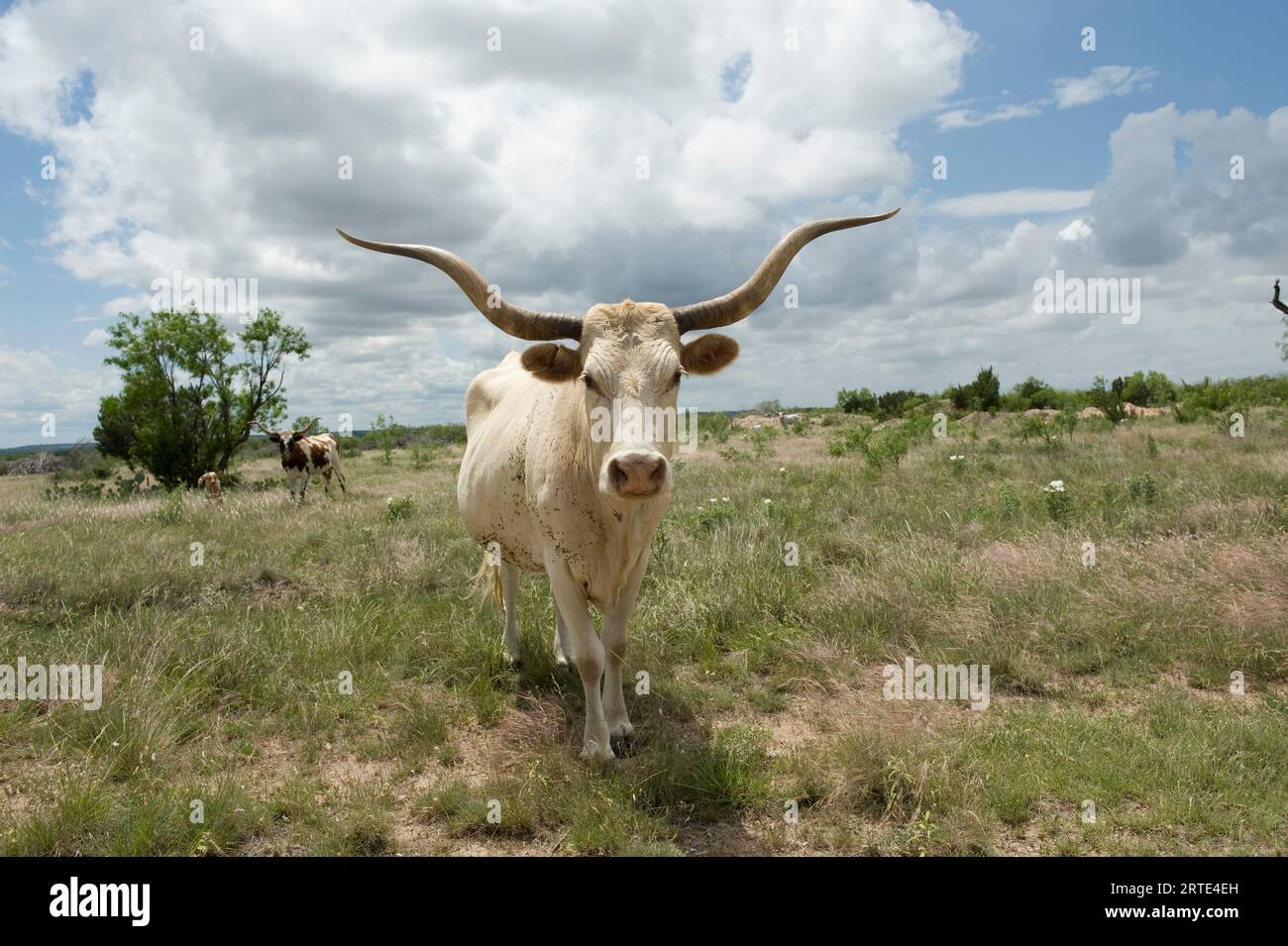 Texas longhorn steer on a Texas ranch; Christoval, Texas, United States of America Stock Photo