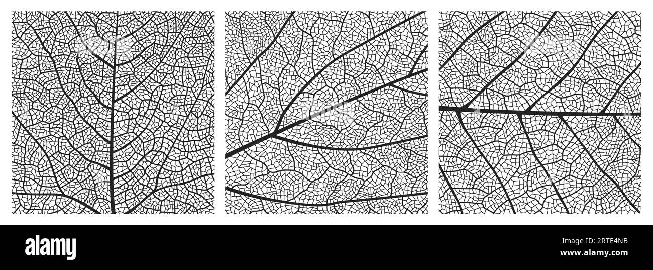 Leaf texture pattern with veins and cells. Close up leaf pattern background of vector plant or tree foliage monochrome mosaic structure, vascular tissue macro ornament of birch or maple tree leaf Stock Vector