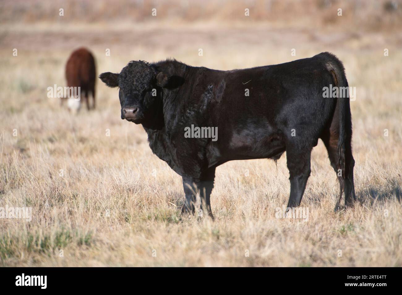 Angus bull standing in a pasture in sunlight; San Antonio, New Mexico, United States of America Stock Photo