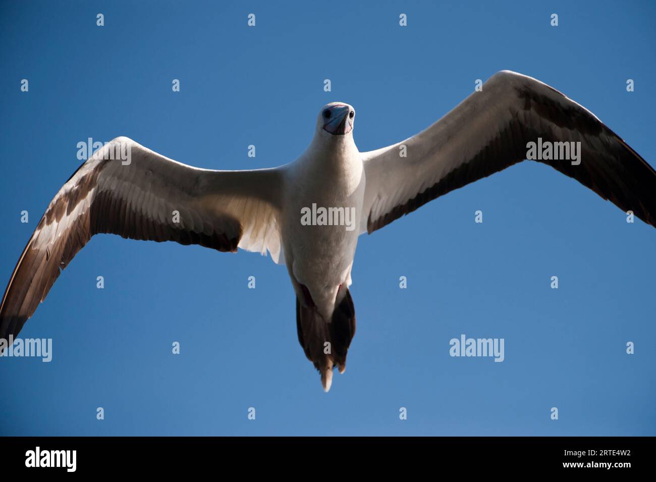 White morph of the Red-footed booby(Sula sula) flies in a blue sky over San Cristobal Island in Galapagos Islands National Park Stock Photo