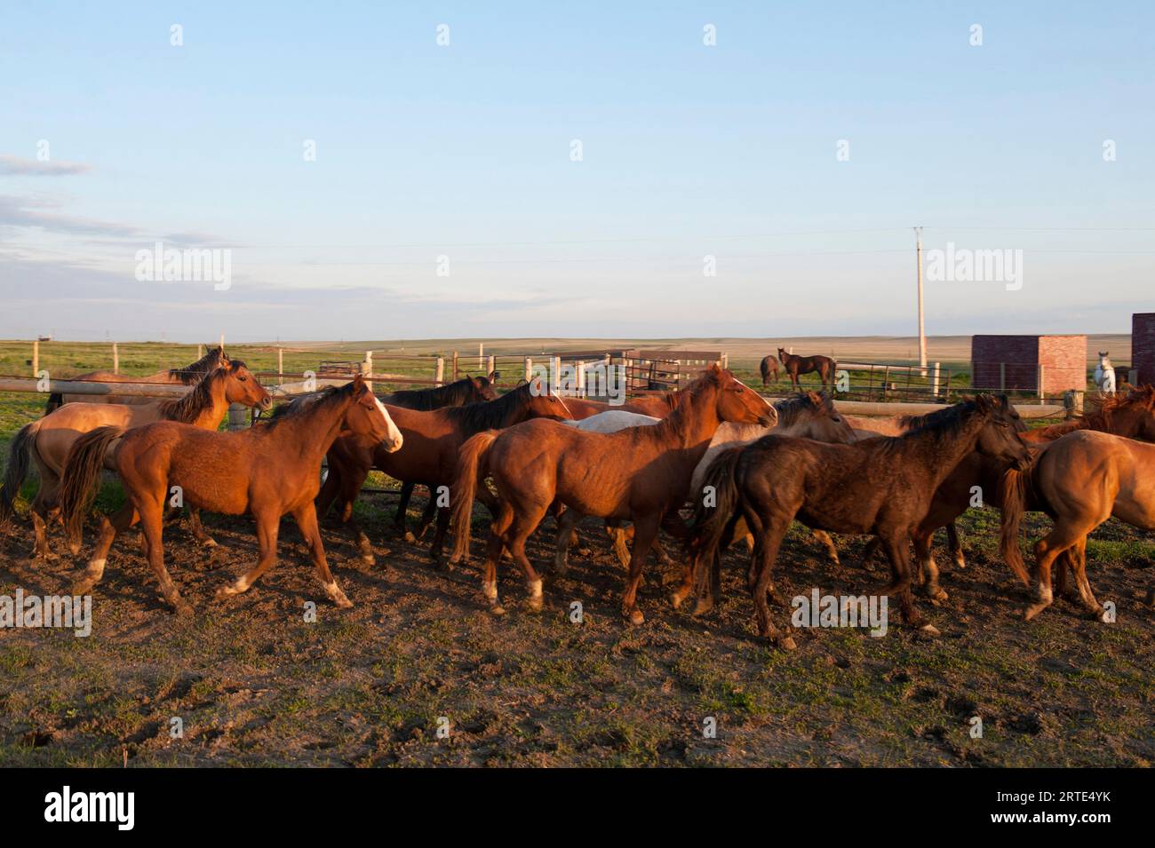 Horses (Equus ferus caballus) moving through a corral at a Bison Ranch