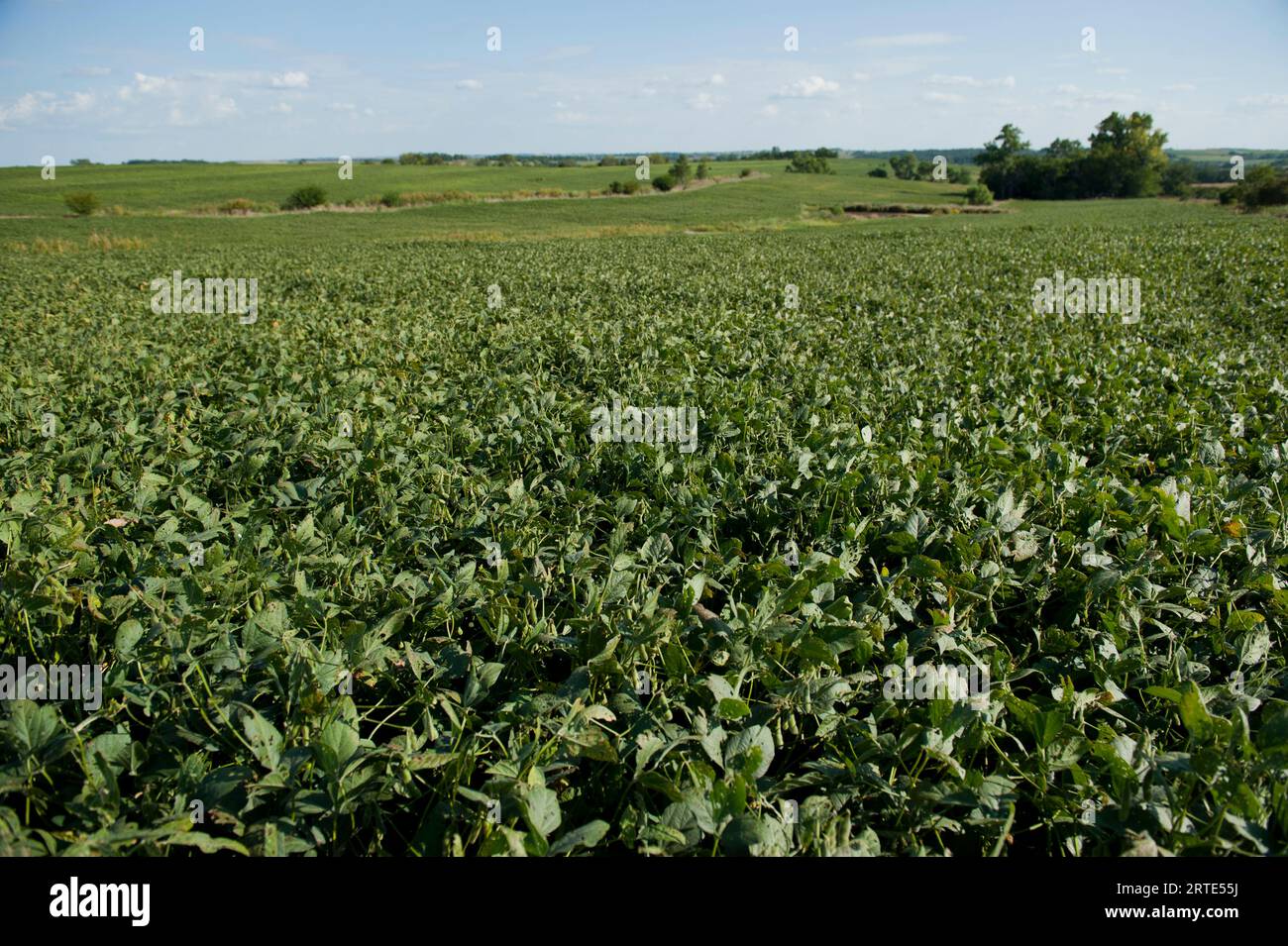Soybean (Glycine max) field on a sunny day near Dunbar in Nebraska, USA; Dunbar, Nebraska, United States of America Stock Photo