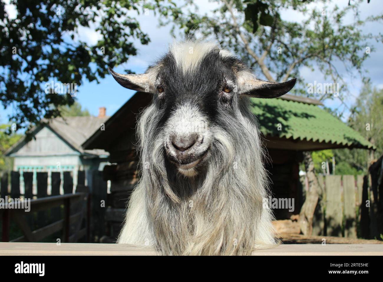funny animals, goat with long hair and gray horns, smiling and looking