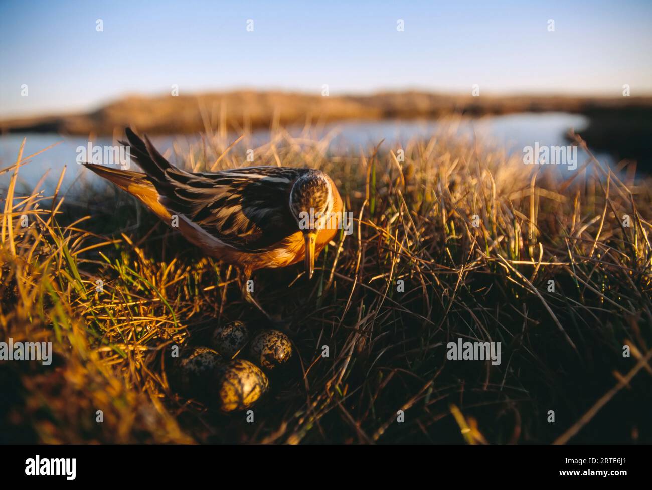 Red phalarope (Phalaropus fulicarius) tends its nest, near Barrow, North Slope, Alaska, USA; North Slope, Alaska, United States of America Stock Photo