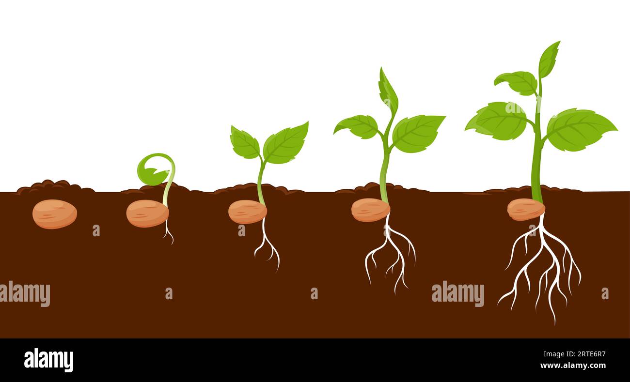 Plant growth stages, sprout grow cycle of seeds of tree or flower, vector agriculture seedling