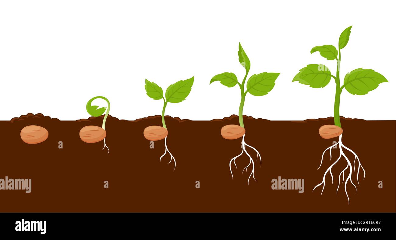 Plant growth stages, sprout grow cycle of seeds of tree or flower, vector agriculture seedling process. Plant grow stages from seed to leaf sprout in ground, garden or farm sapling phases Stock Vector