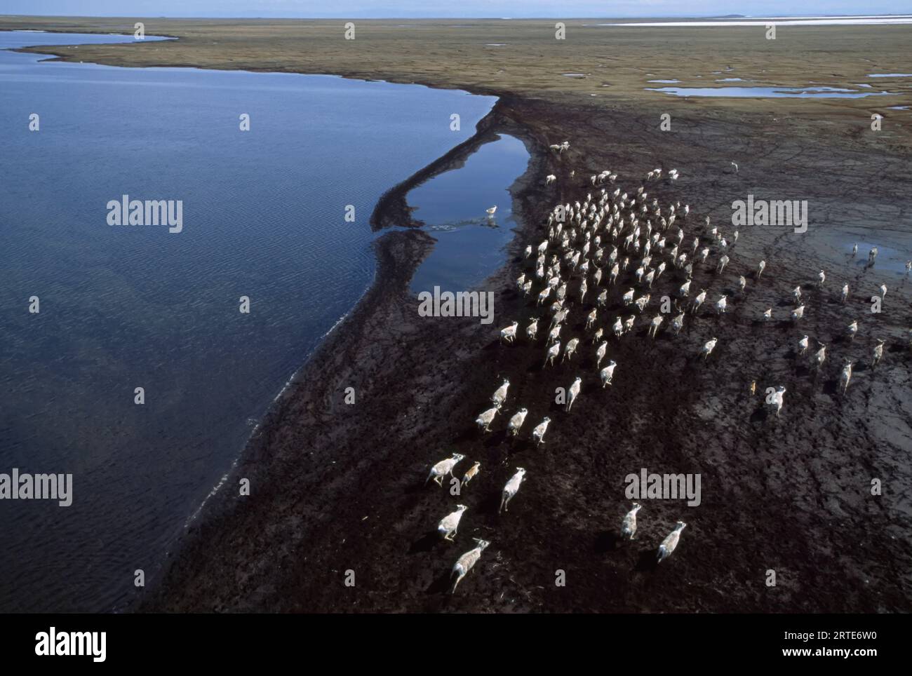 Caribou (Rangifer tarandus) herd on the tundra; North Slope, Alaska ...