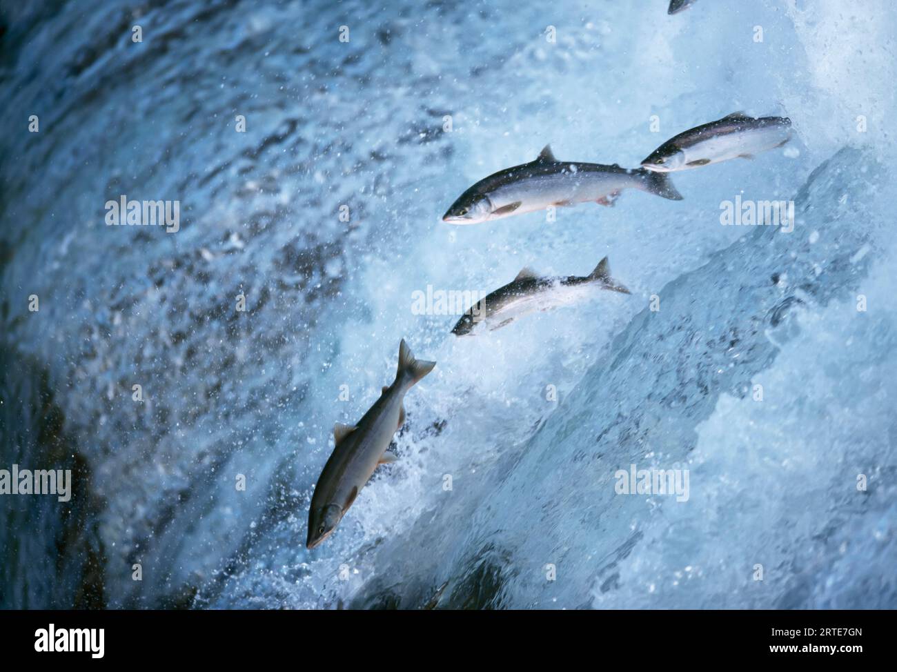 Salmon make the difficult trip up river, some traveling 50-60 miles a day to reach an area where they will spawn, which, as it turns out is usually... Stock Photo