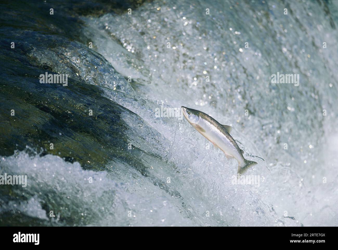 Salmon make the difficult trip up river, some traveling 50-60 miles a day to reach an area where they will spawn, which, as it turns out is usually... Stock Photo