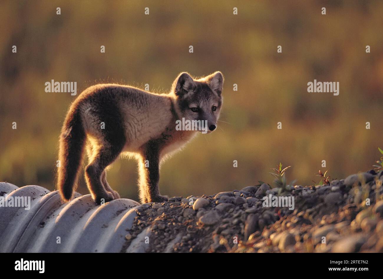 Portrait of an Arctic fox (Alopex lagopus) standing backlit by the sunlight; Prudhoe Bay, Alaska, United States of America Stock Photo
