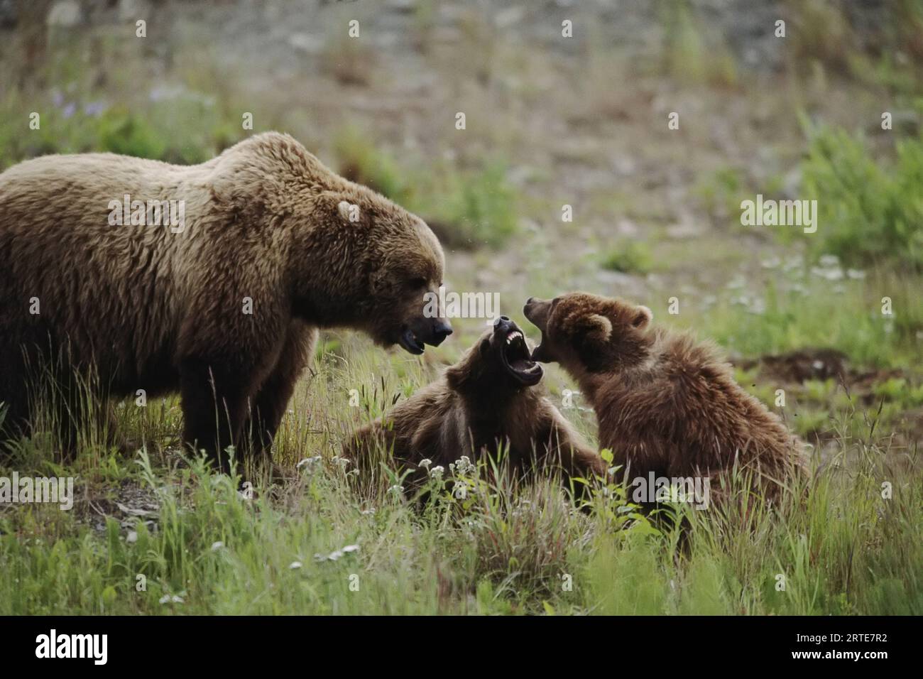 Mother grizzly bear (Ursus arctos horribilis) watches as her two cubs carry on play fighting; Larson Bay, Alaska, United States of America Stock Photo