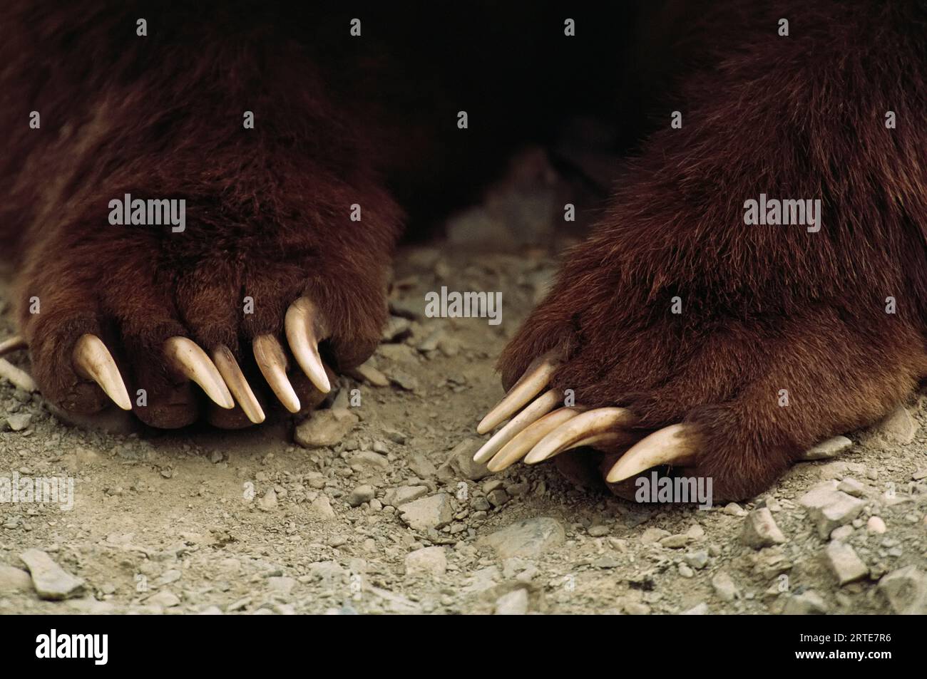 Close view of a Grizzly bear's (Ursus arctos horribilis) claws; Larsen Bay, Alaska, United States of America Stock Photo