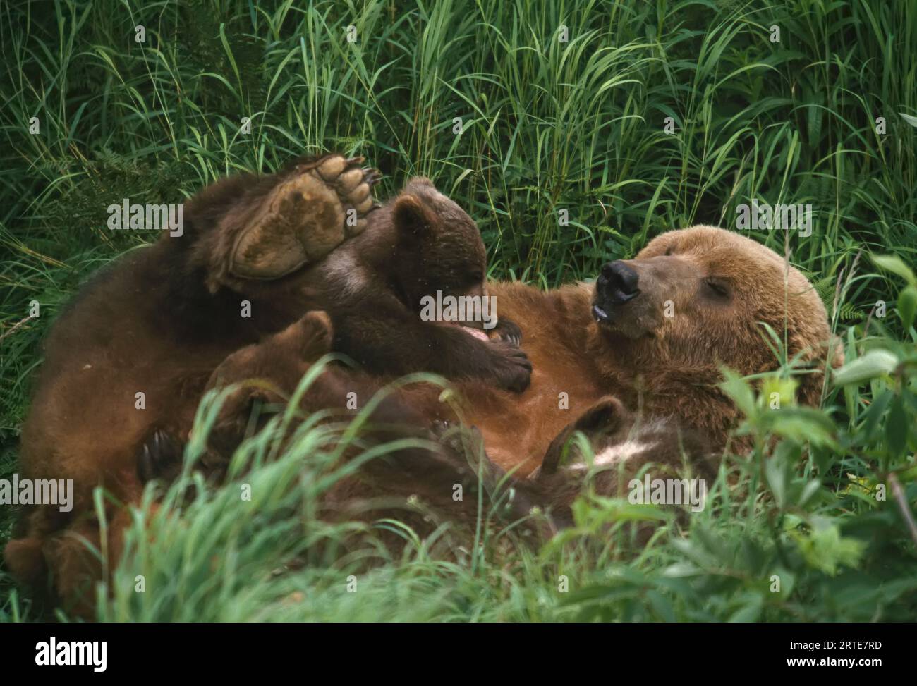 Mother grizzly bear (Ursus arctos horribilis) lies on her back in the ...