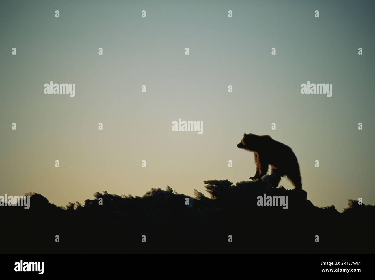 Silhouetted Grizzly bear (Ursus arctos horribilis) atop an ice mountain; Prudhoe Bay, Alaska, United States of America Stock Photo