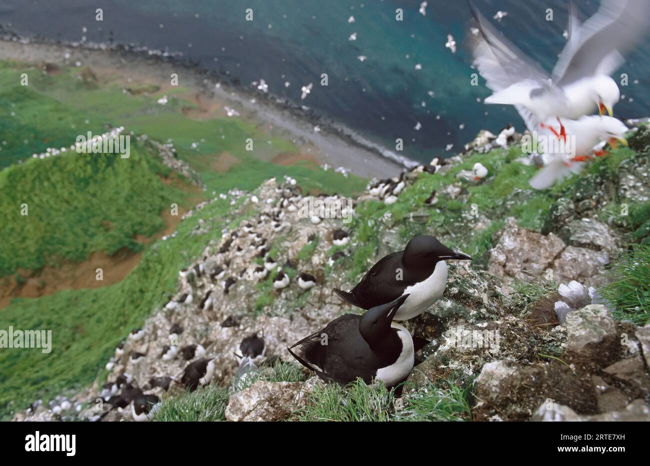 Thick-billed murres (Uria lomvia) and Red-legged kittiwakes (Rissa brevirostris) on a seaside cliff Stock Photo