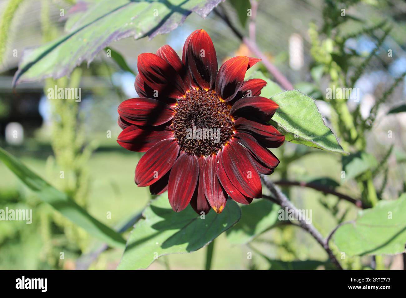 Red Sunflower Stock Photo