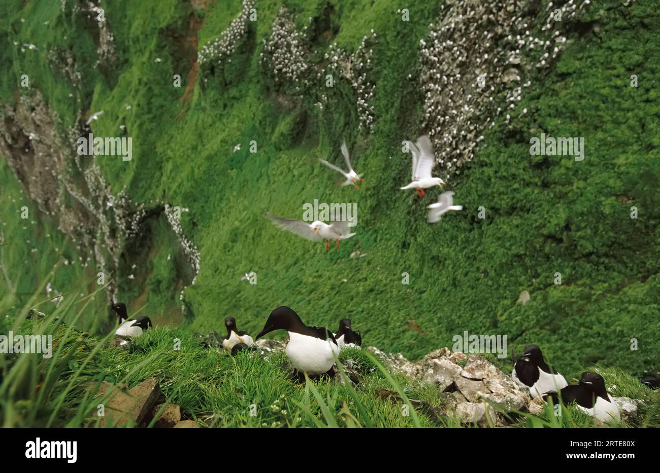 Red-legged kittiwakes (Rissa brevirostris) and Thick-billed murres (Uria lomvia) on a coastal rookery Stock Photo