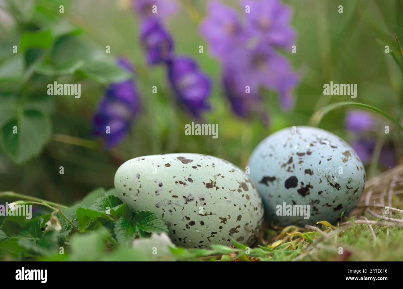 Speckled thick-billed murre's egg (Uria lomvia) nestled among purple wildflowers Stock Photo