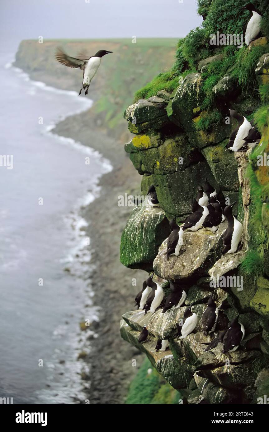 Thick-billed murres (Uria lomvia) roost on a nesting cliff on St. Paul Island; St. Paul Island, Pribilof Islands, Alaska, United States of America Stock Photo