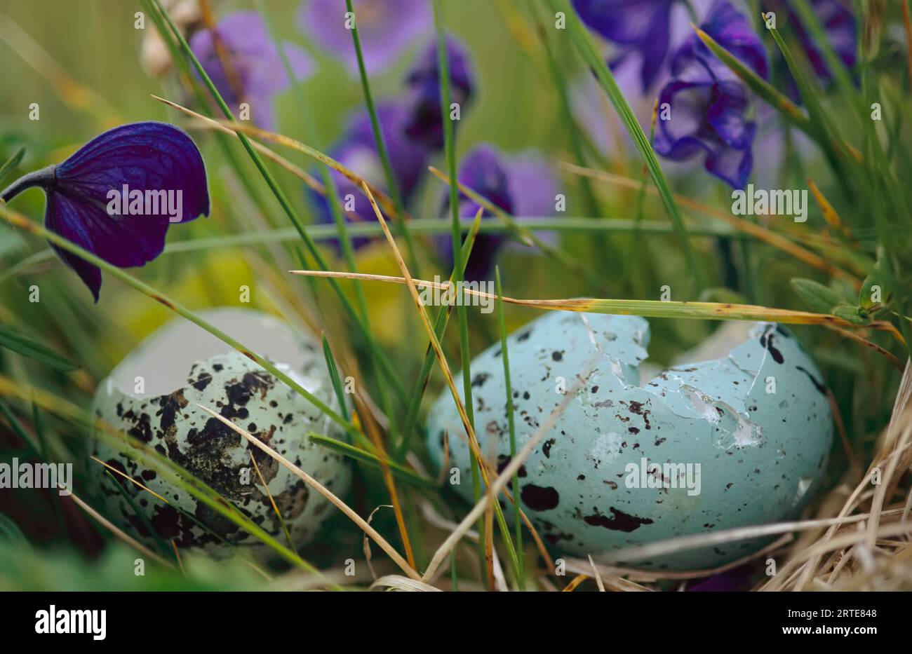 Shell of a thick-billed murre eggs (Uria lomvia) sucked clean by an Arctic fox; St. George Island, Pribilof Islands, Alaska, United States of America Stock Photo