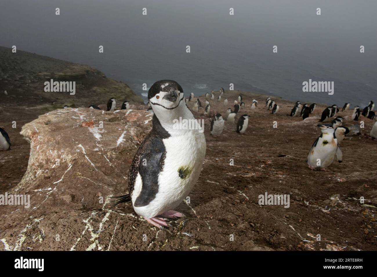 Chinstrap penguins (Pygoscelis antarcticus) on Deception Island; Deception Island, Antarctica Stock Photo