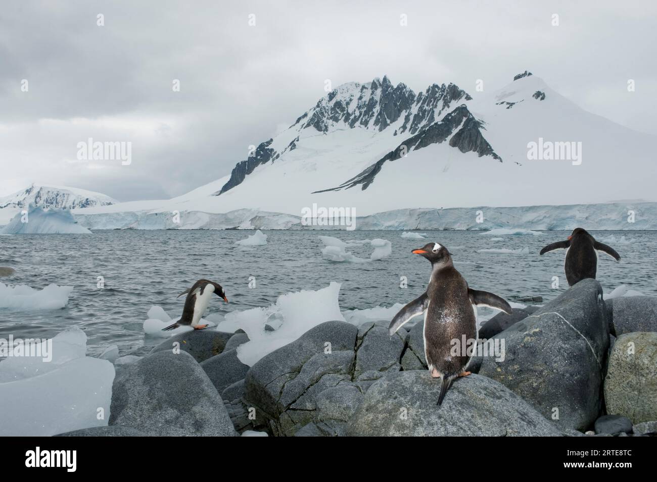 Three Gentoo penguins (Pygoscelis papua) in Antarctica; Antarctica Stock Photo