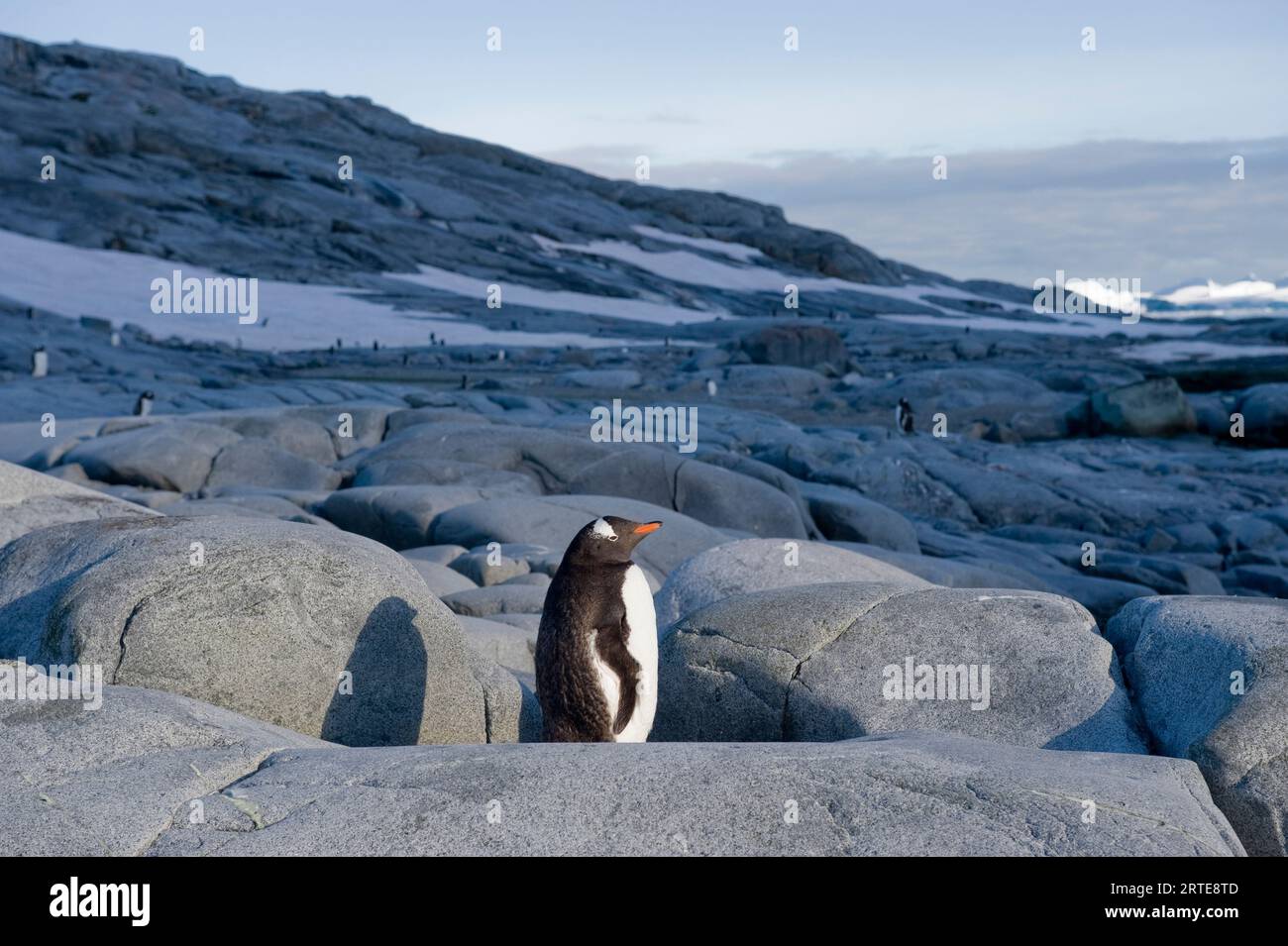 Gentoo penguin (Pygoscelis papua) on the Antarctic Peninsula; Antarctica Stock Photo