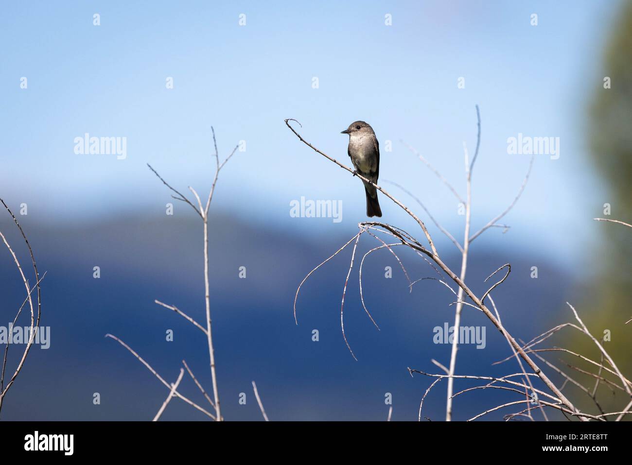 A western wood-pewee gazing out from small branches. South Park Wildlife Habitat Management Area, Wyoming Stock Photo