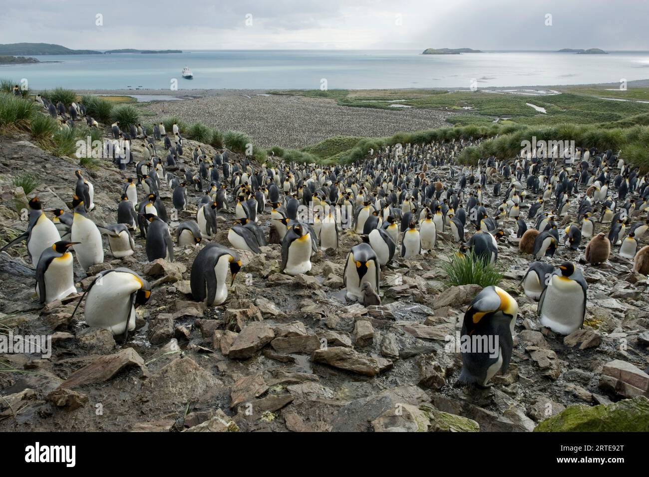 South Georgia Island's Salisbury Plain, where an estimated 100,000 king penguins (Aptenodytes patagonicus) go to nest each year; South Georgia Island Stock Photo
