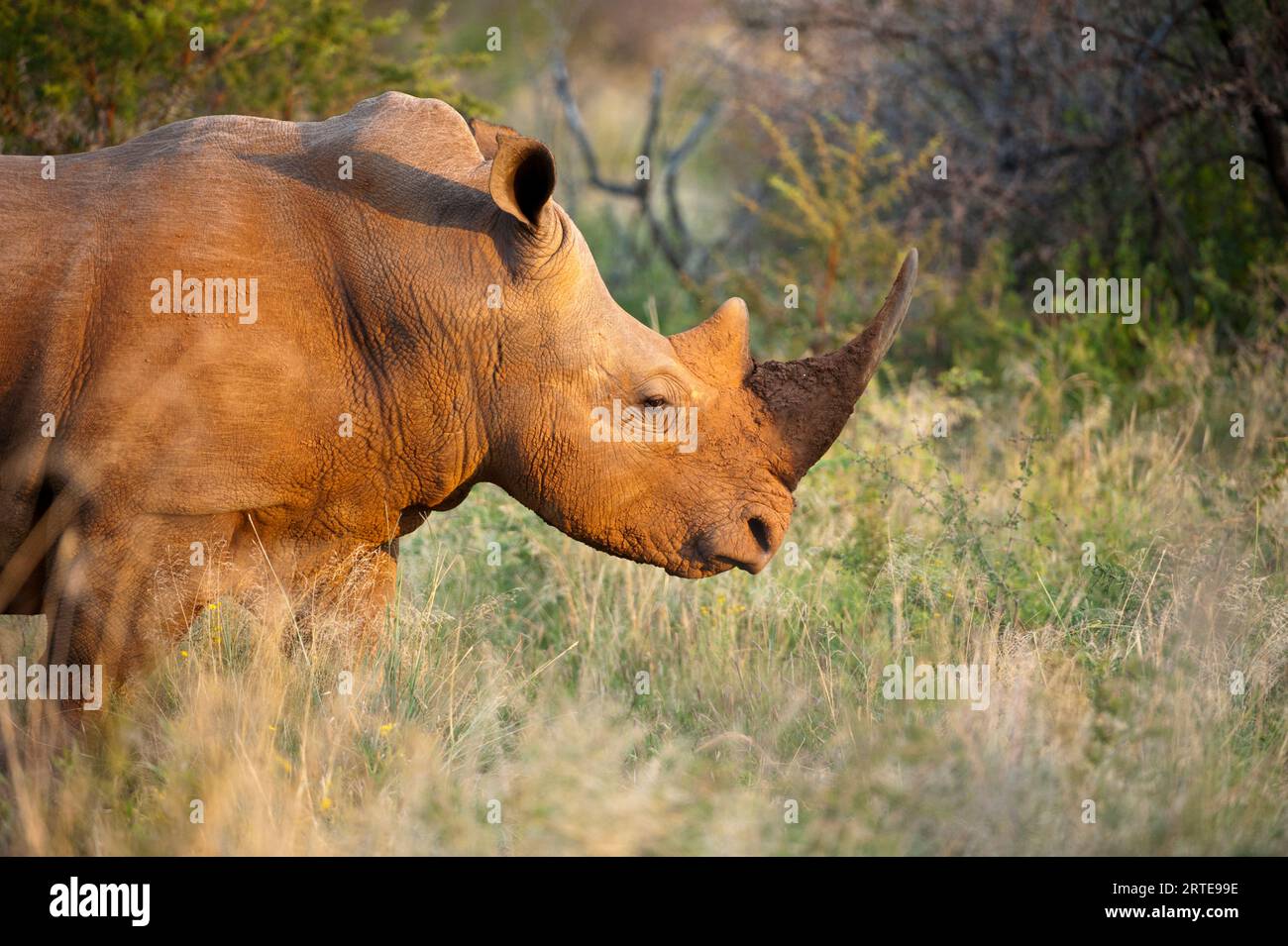 Southern white rhino ICeratotherium simum simum) in the Madikwe Game