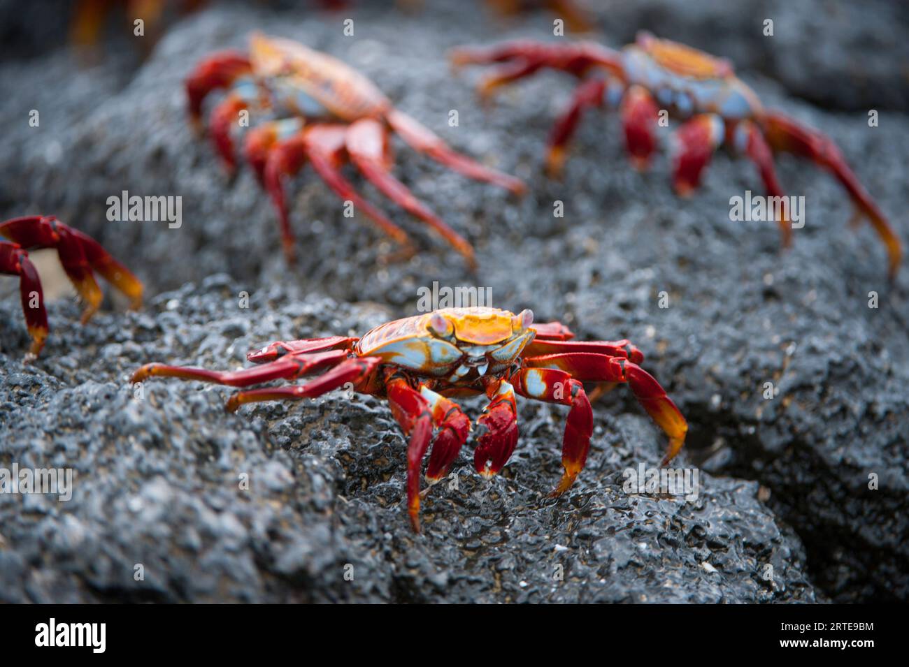 Sally Lightfoot crabs (Grapsus grapsus) on a rock in Galapagos National Park; Galapagos Islands, Ecuador Stock Photo