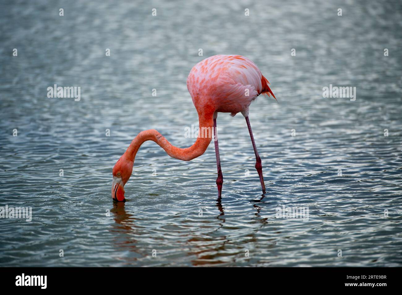 American flamingo (Phoenicopterus ruber) forages in the water in Galapagos Islands National Park; Galapagos Islands, Ecuador Stock Photo
