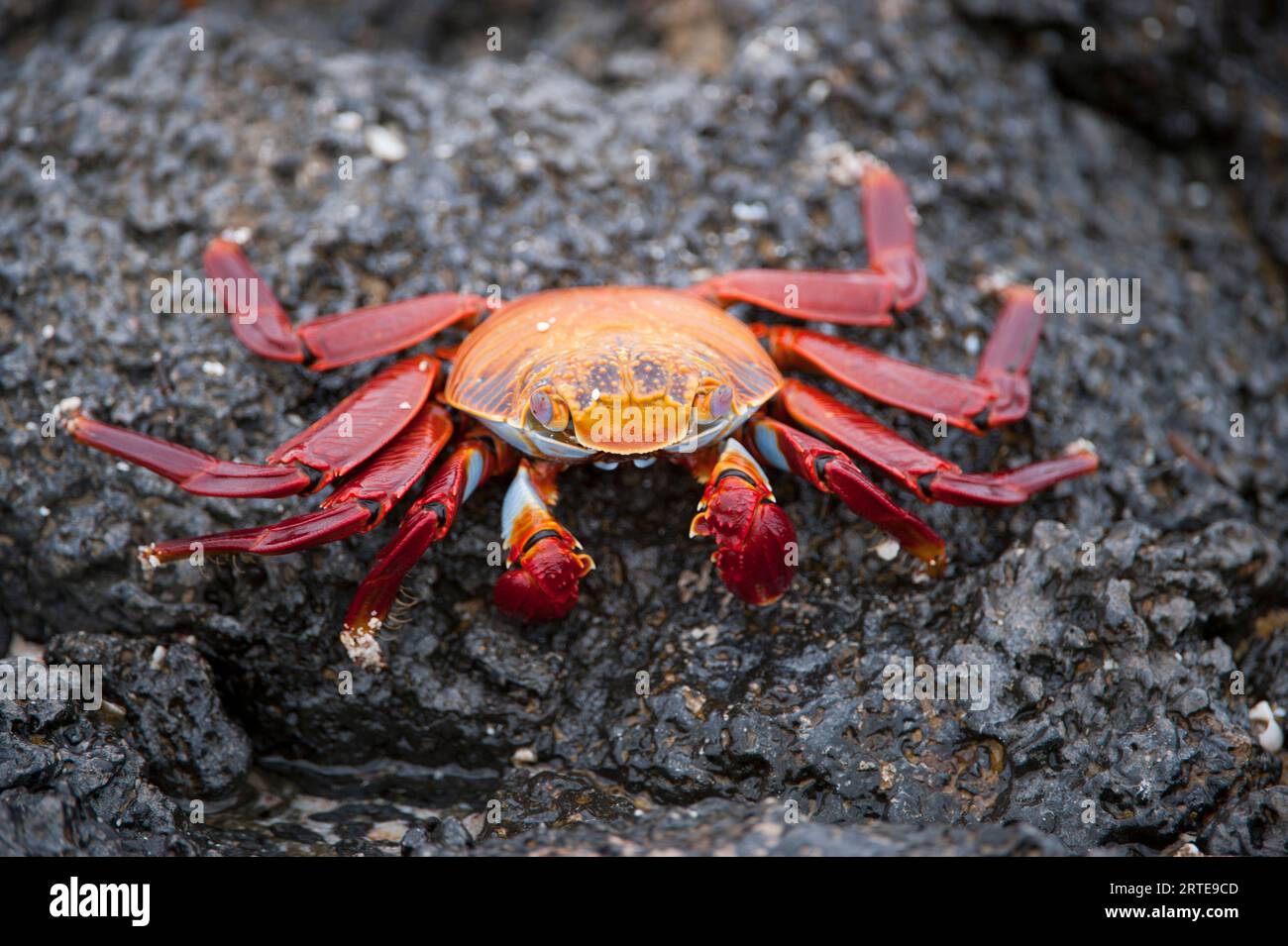 Sally Lightfoot crab (Grapsus grapsus) on a rock in Galapagos National Park; Galapagos Islands, Ecuador Stock Photo