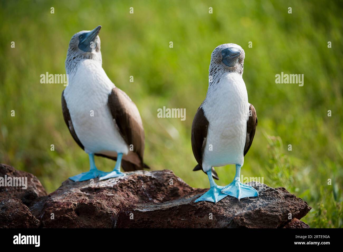 Two Blue-footed boobies (Sula nebouxii) stand side by side on a rock in Galapagos Islands National Park Stock Photo