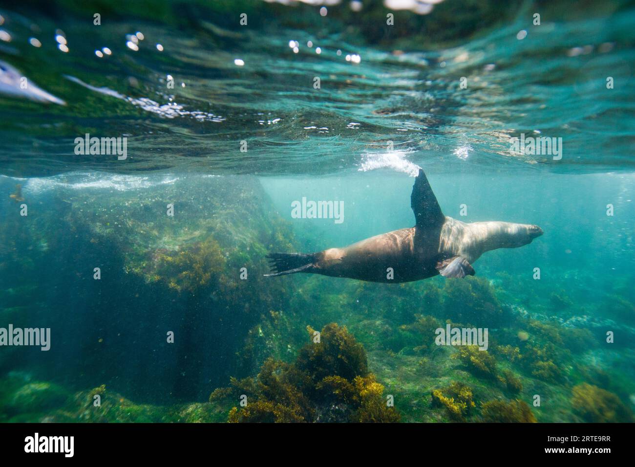 Galapagos sea lion (Zalophus wollebaeki) swimming underwater in