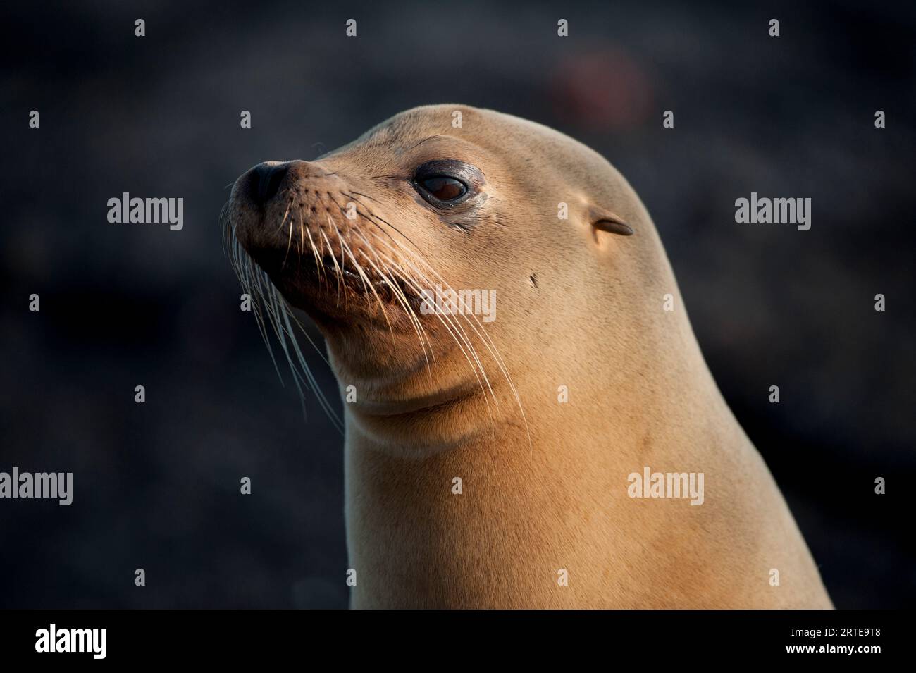 Galapagos national park sea lion hi-res stock photography and images ...