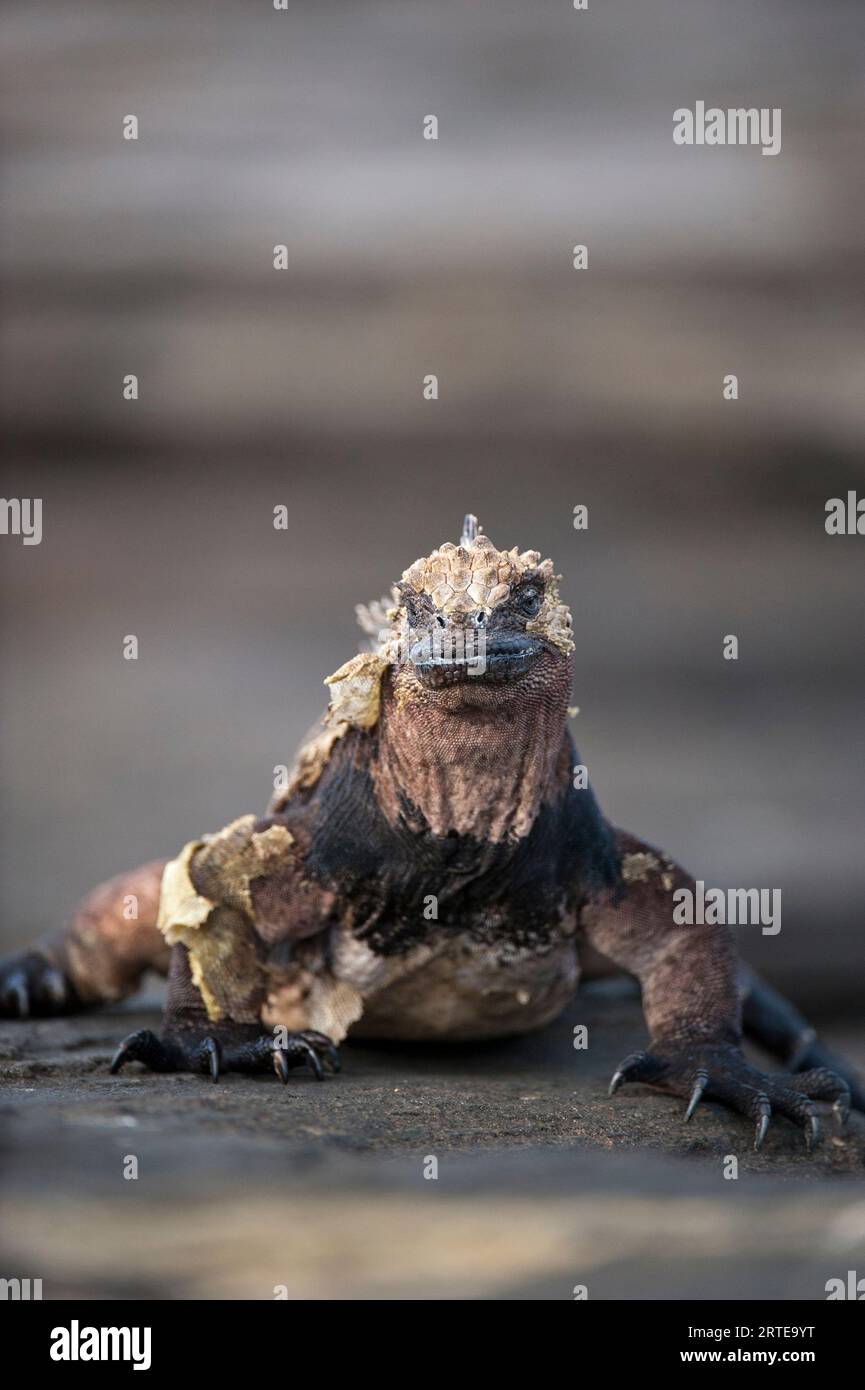 Iguana shedding skin hi-res stock photography and images - Alamy - Green Iguana Skin Shedding Articles