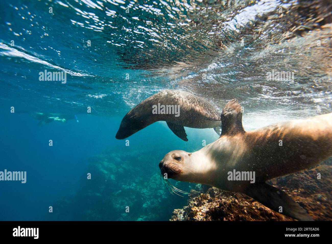endangered-galapagos-sea-lions-zalophus-wollebaeki-swim-underwater-in