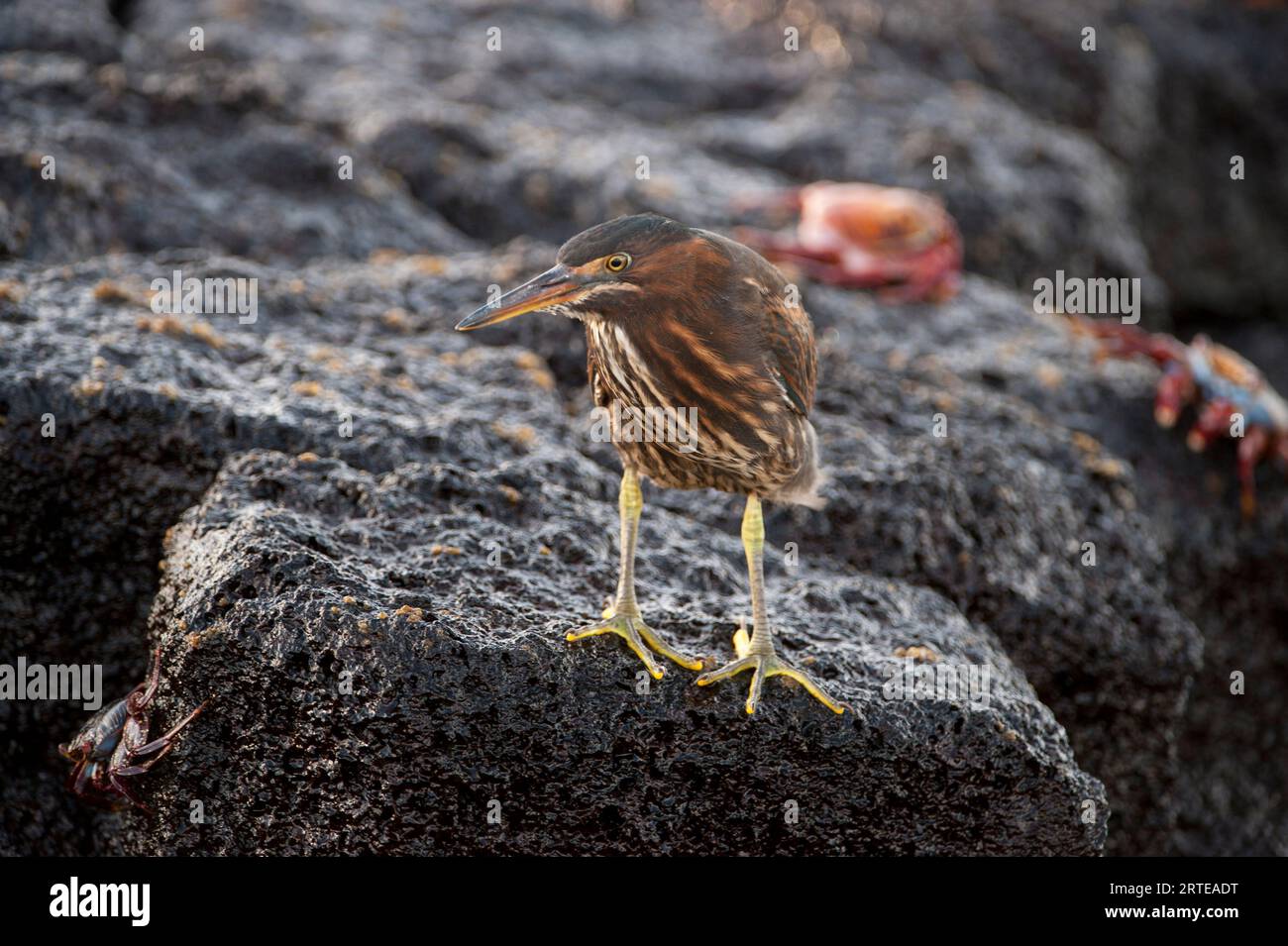 Striated heron (Butorides striata) perched on a rock on Floreana Island in Galapagos Islands National Park Stock Photo