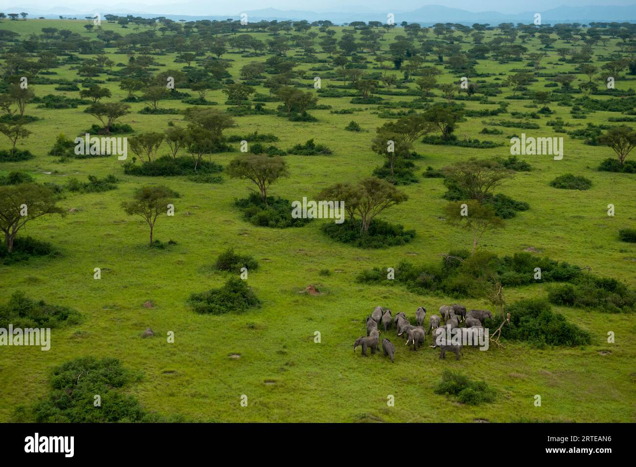 Elephant herd (Loxodonta Africana) on the plains of Queen Elizabeth National Park in Uganda; Uganda Stock Photo