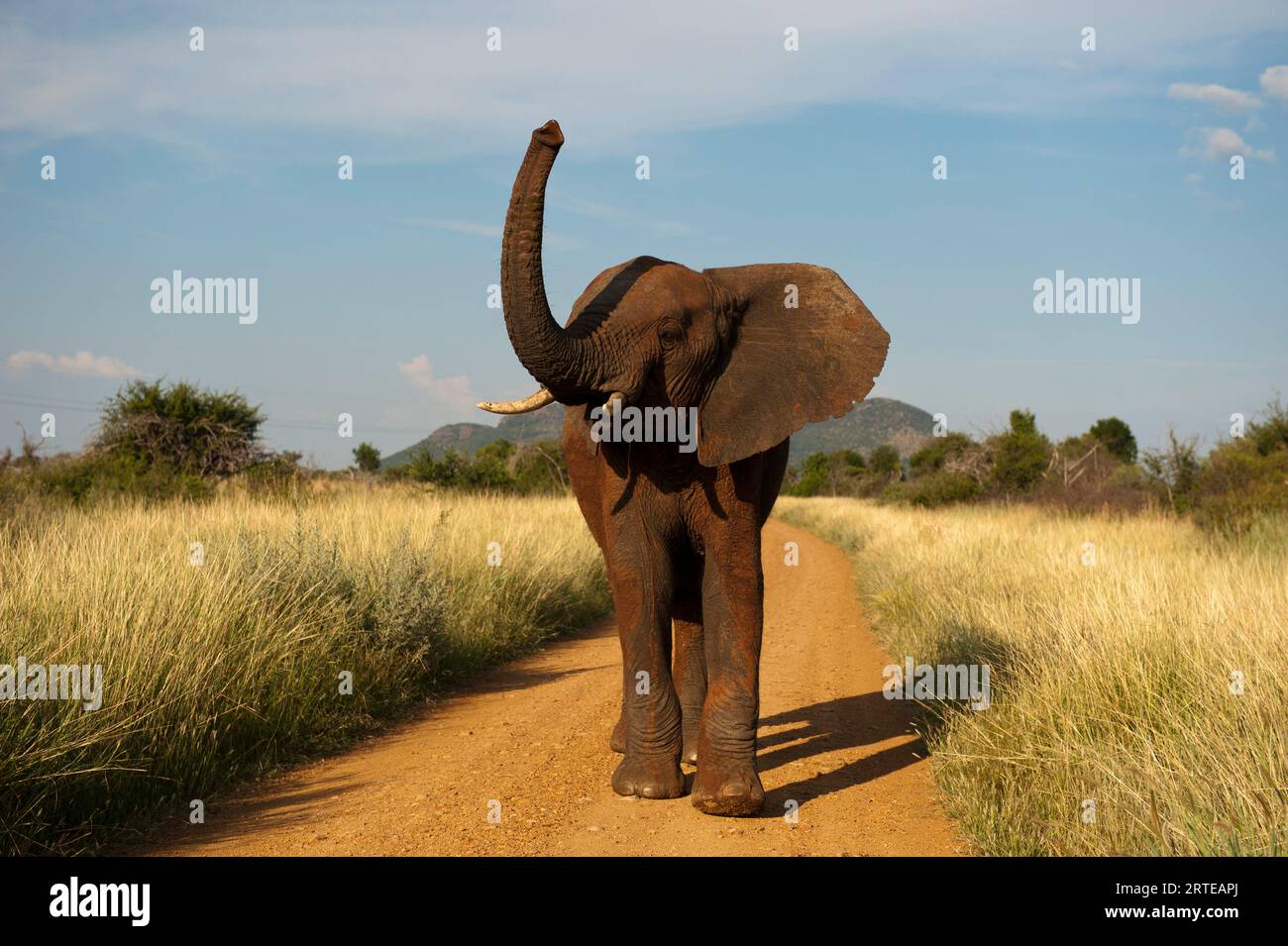 African elephant (Loxodonta africana) stands alone on a dirt road with its trunk raised in the air in Madikwe Game Reserve, South Africa; South Africa Stock Photo