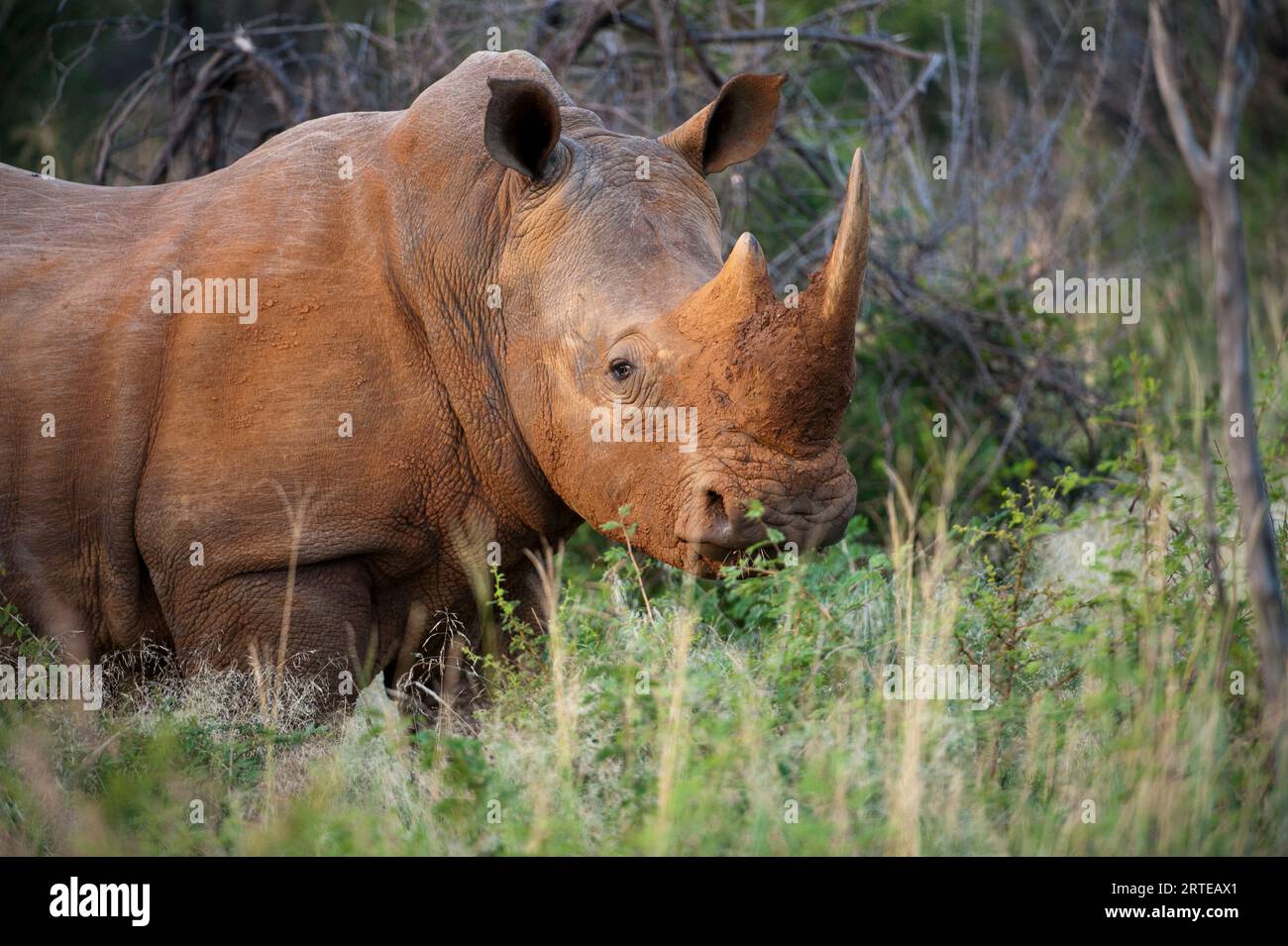 Southern white rhino (Ceratotherium simum) at Madikwe Game Preserve