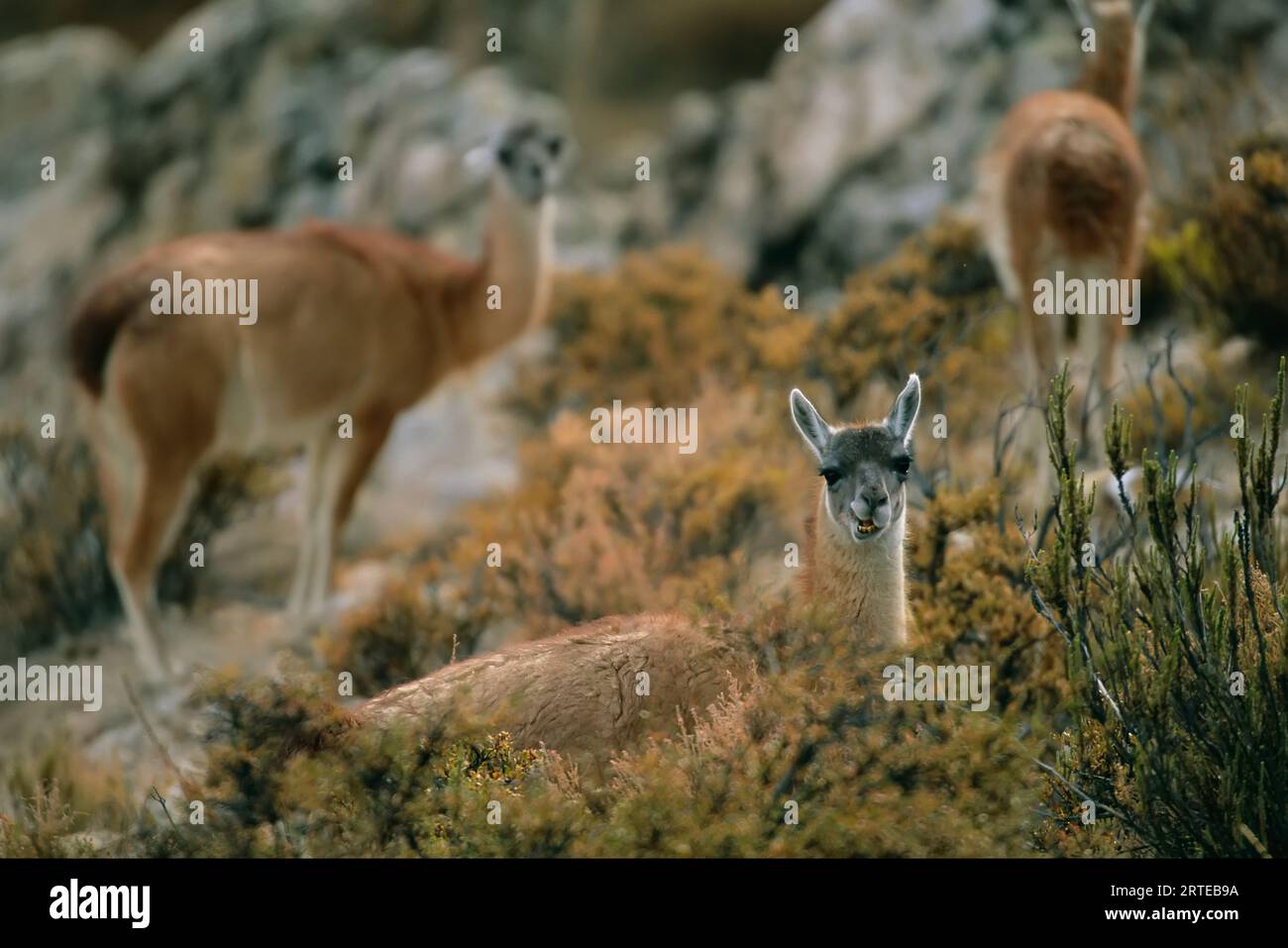 Llamas (Lama glama) grazing on high desert vegetation in the Atacama Desert; Chile Stock Photo